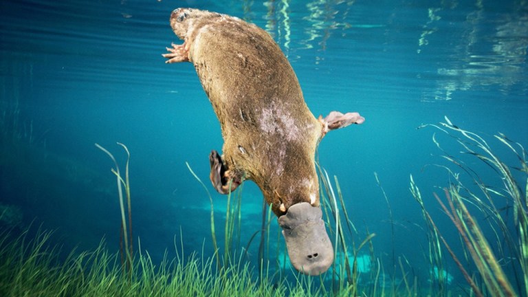 Duck-billed Platypus diving (Ornithorhynchus anatinus), Tasmania, Australia. Digital composite