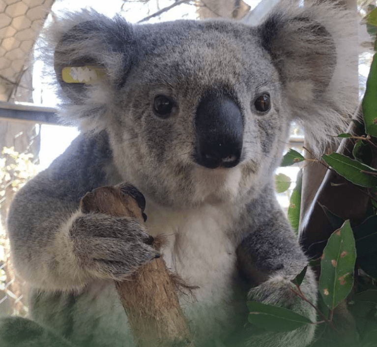 Koala